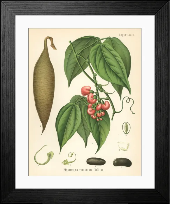 Framed Print : Calabar bean or ordeal bean, Physostigma venenosum Framed Print : Calabar bean or ordeal bean, Physostigma venenosum