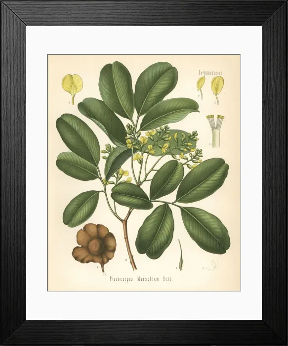 Framed Print : Bastard teak, Pterocarpus marsupium Framed Print : Bastard teak, Pterocarpus marsupium