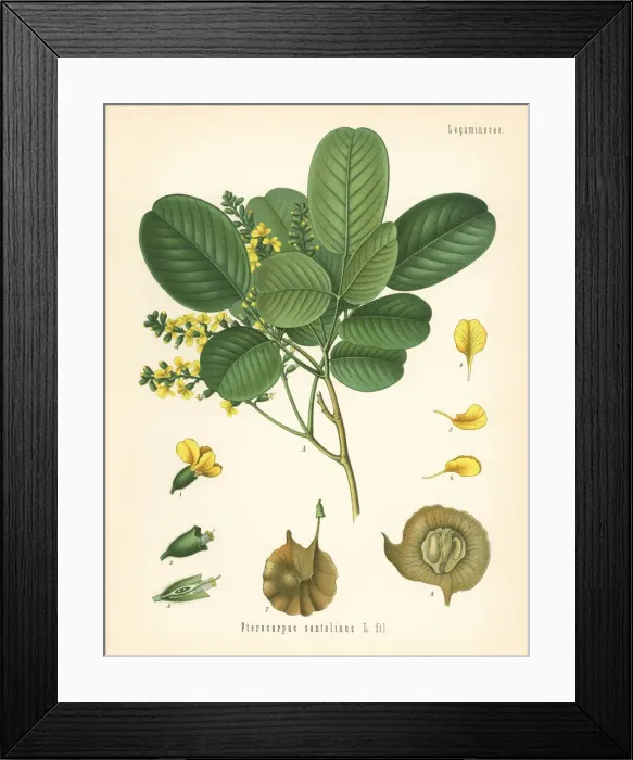 Framed Print : Red sanders or red sandalwood, Pterocarpus santalinus Framed Print : Red sanders or red sandalwood, Pterocarpus santalinus