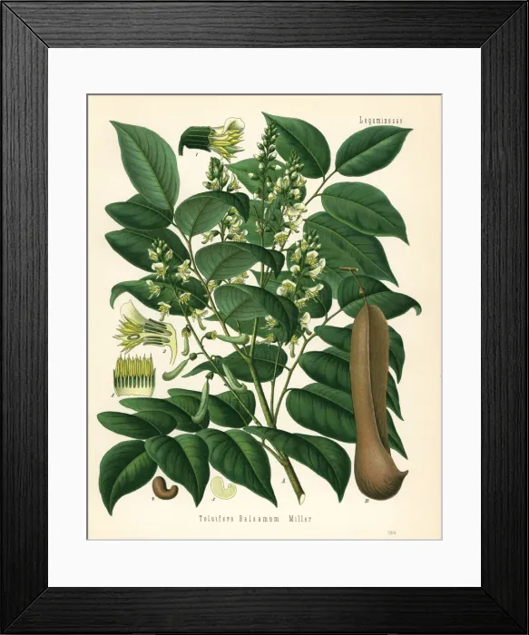 Framed Print : Tolu balsam, Myroxylon balsamum Framed Print : Tolu balsam, Myroxylon balsamum