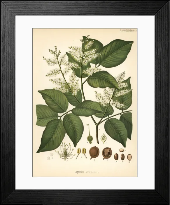 Framed Print : Copaiba, Copaifera officinalis Framed Print : Copaiba, Copaifera officinalis