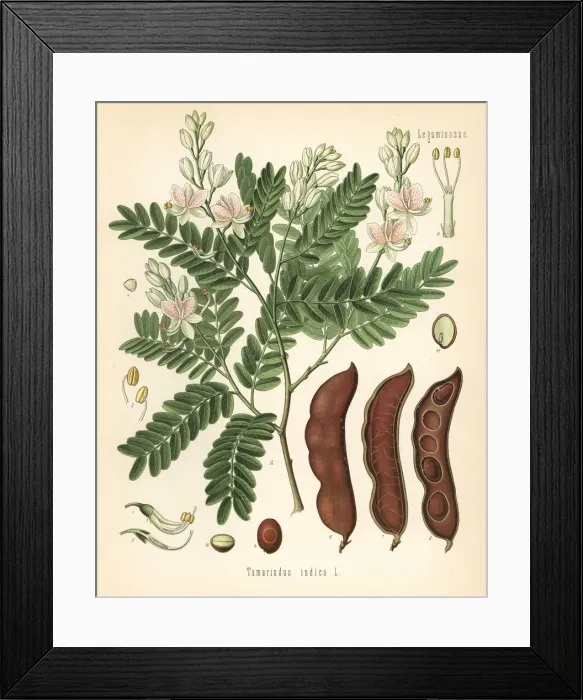 Framed Print : Tamarind, Tamarindus indica Framed Print : Tamarind, Tamarindus indica