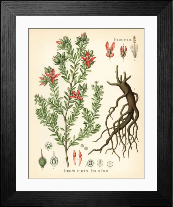 Framed Print : Peruvian rhatany, Krameria lappacea Framed Print : Peruvian rhatany, Krameria lappacea