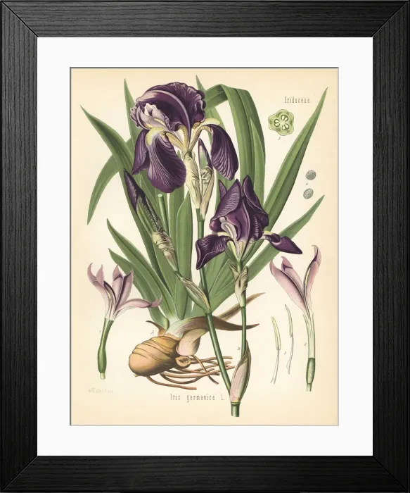 Framed Print : German iris, Iris germanica Framed Print : German iris, Iris germanica