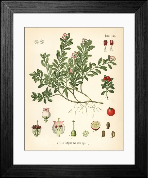 Framed Print : Bearberry, Arctostaphylos uva-ursi Framed Print : Bearberry, Arctostaphylos uva-ursi