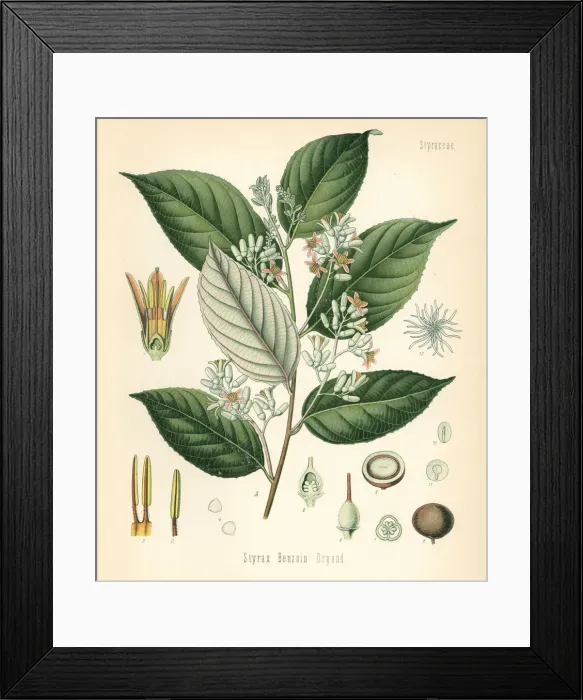 Framed Print : Benzoin tree, Styrax benzoin