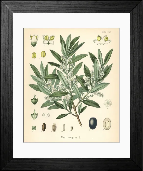Framed Print : Olive, Olea europaea Framed Print : Olive, Olea europaea