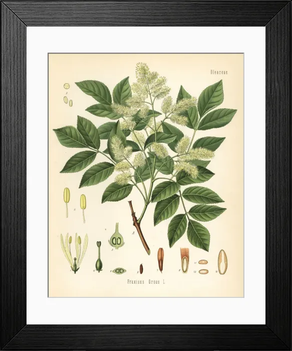 Framed Print : Manna ash, Fraxinus ornus Framed Print : Manna ash, Fraxinus ornus