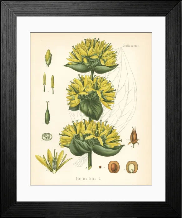 Framed Print : Gentian, Gentiana lutea Framed Print : Gentian, Gentiana lutea