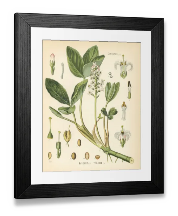 Framed Print : Buckbean, Menyanthes trifoliata Framed Print : Buckbean, Menyanthes trifoliata