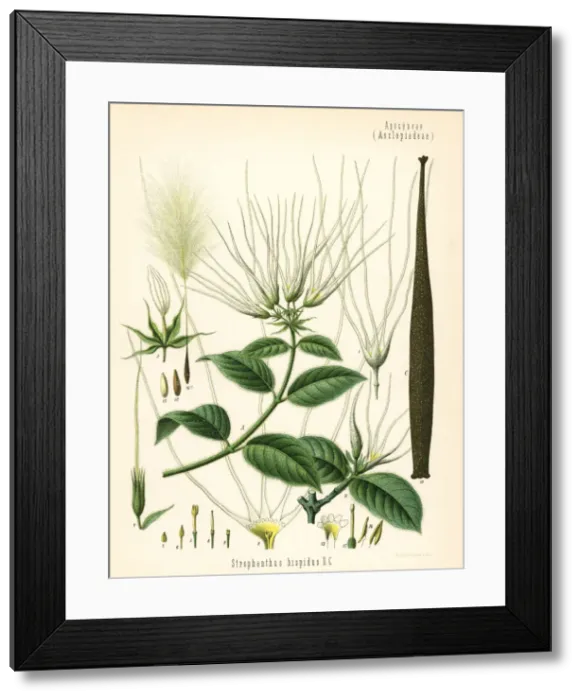 Framed Print : Strophanthus hispidus Framed Print : Strophanthus hispidus
