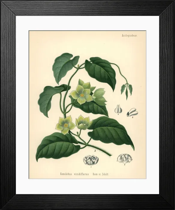Framed Print : Milkvine, Matelea denticulata Framed Print : Milkvine, Matelea denticulata