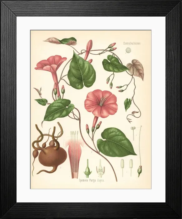 Framed Print : Jalap, Ipomoea purga Framed Print : Jalap, Ipomoea purga