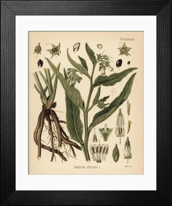 Framed Print : Comfrey, Symphytum officinale Framed Print : Comfrey, Symphytum officinale
