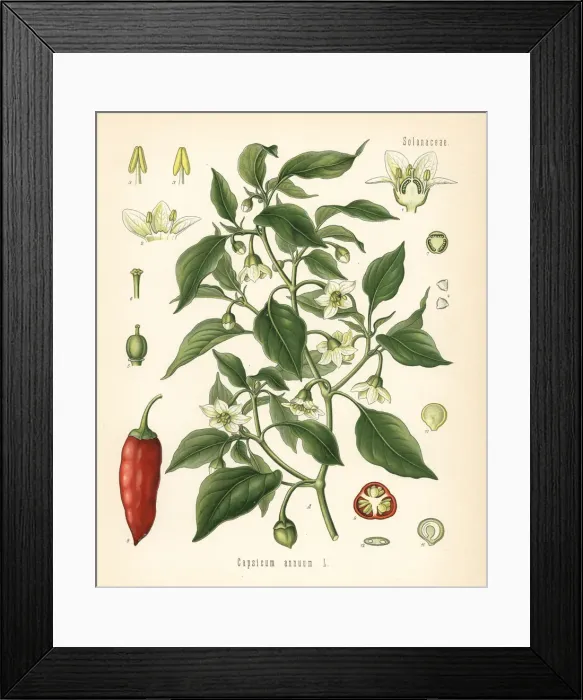 Framed Print : Chili pepper, Capsicum annuum Framed Print : Chili pepper, Capsicum annuum