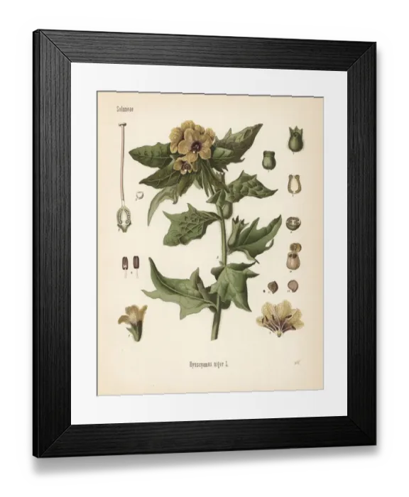 Framed Print : Henbane, Hyoscyamus niger Framed Print : Henbane, Hyoscyamus niger