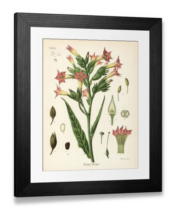 Framed Print : Tobacco, Nicotiana tabacum Framed Print : Tobacco, Nicotiana tabacum