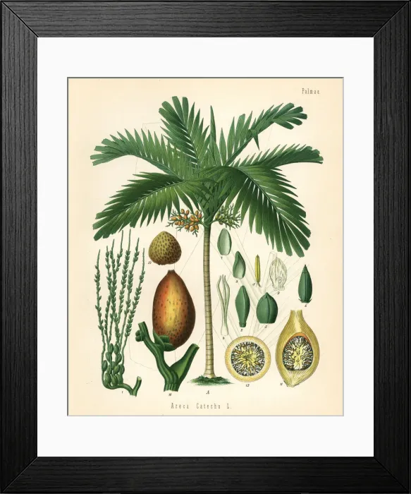 Framed Print : Betelnut palm, Areca catechu