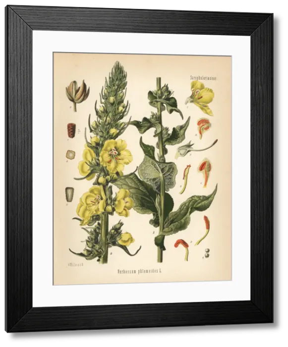 Framed Print : Orange mullein, Verbascum phlomoides Framed Print : Orange mullein, Verbascum phlomoides