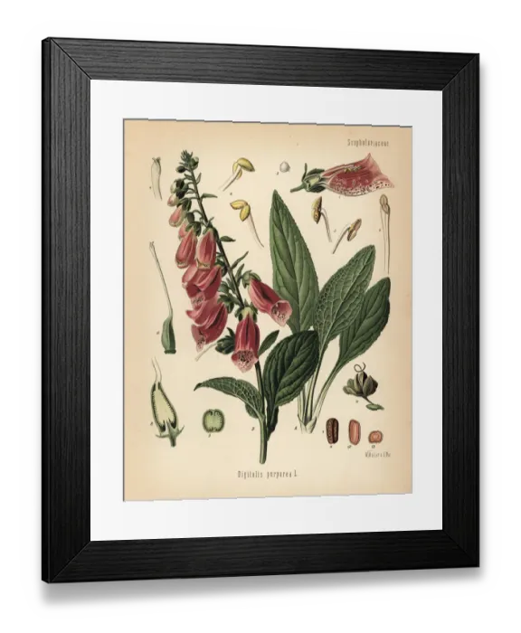 Framed Print : Purple foxglove, Digitalis purpurea Framed Print : Purple foxglove, Digitalis purpurea
