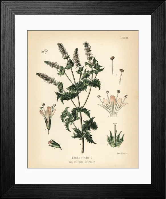 Framed Print : Spearmint, Mentha spicata Framed Print : Spearmint, Mentha spicata