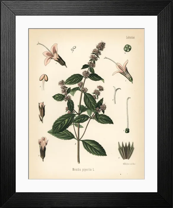 Framed Print : Peppermint, Mentha piperita Framed Print : Peppermint, Mentha piperita