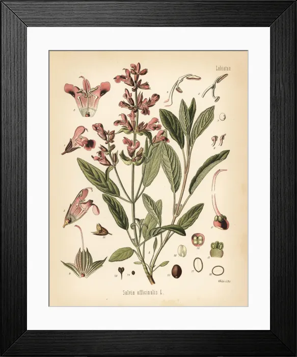 Framed Print : Garden sage, Salvia officinalis Framed Print : Garden sage, Salvia officinalis
