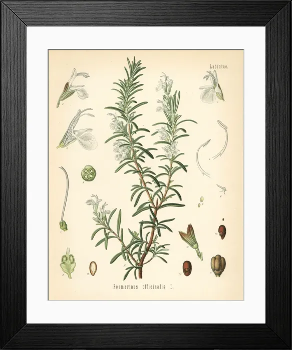 Framed Print : Rosemary, Rosmarinus officinalis Framed Print : Rosemary, Rosmarinus officinalis