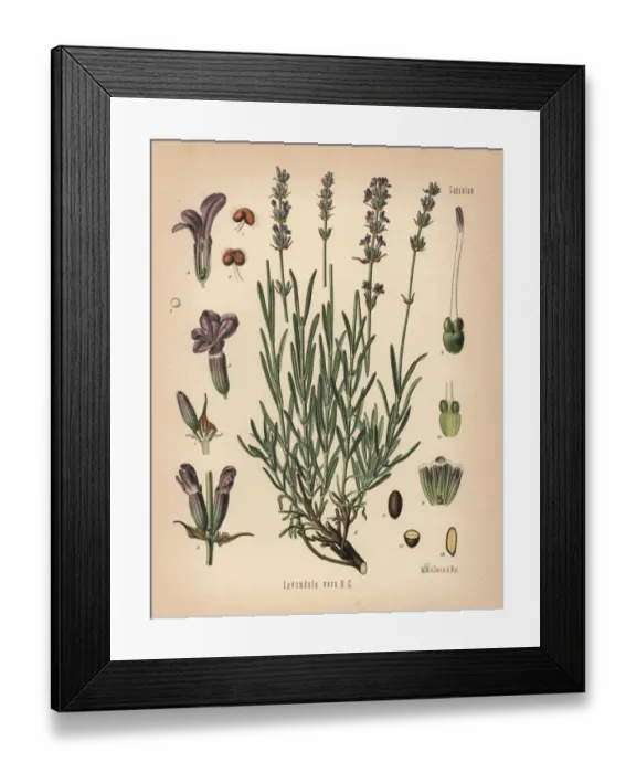 Framed Print : Lavender, Lavandula angustifolia subsp. pyrenaica Framed Print : Lavender, Lavandula angustifolia subsp. pyrenaica