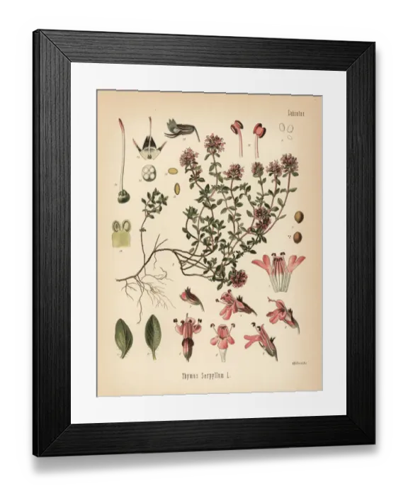 Framed Print : Breckland thyme or wild thyme, Thymus serpyllum
