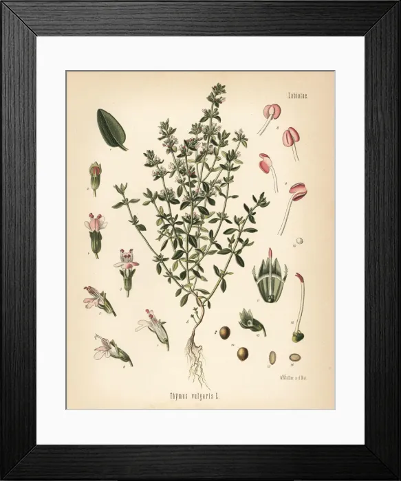 Framed Print : Garden thyme, Thymus vulgaris Framed Print : Garden thyme, Thymus vulgaris