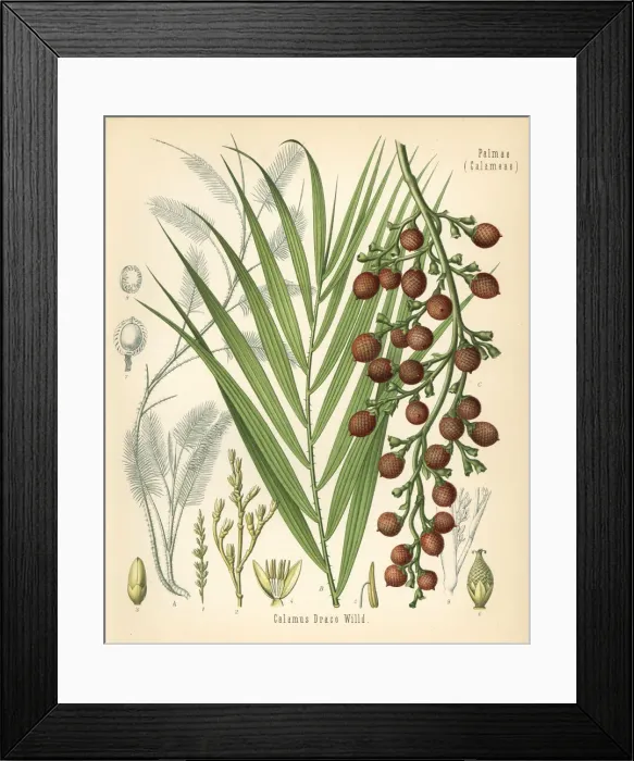 Framed Print : Dragons blood, rattan or rotang, Daemonorops draco Framed Print : Dragons blood, rattan or rotang, Daemonorops draco
