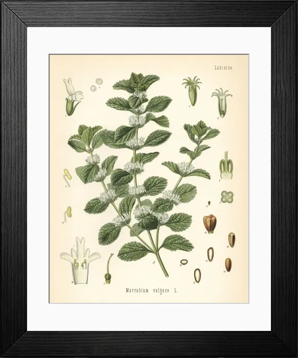 Framed Print : Common horehound, Marrubium vulgare Framed Print : Common horehound, Marrubium vulgare