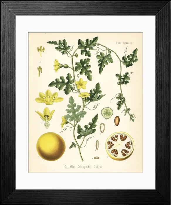 Framed Print : Colocynth or bitter apple, Citrullus colocynthis Framed Print : Colocynth or bitter apple, Citrullus colocynthis