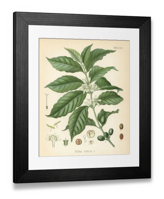 Framed Print : Coffee, Coffea arabica Framed Print : Coffee, Coffea arabica