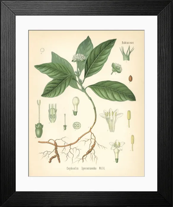 Framed Print : Ipecacuanha, Carapichea ipecacuanha Framed Print : Ipecacuanha, Carapichea ipecacuanha