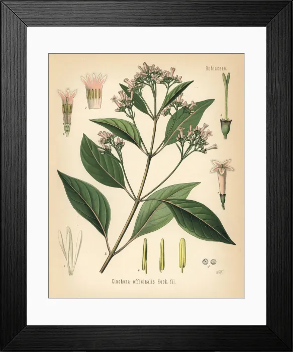 Framed Print : Quinine bark tree, Cinchona officinalis Framed Print : Quinine bark tree, Cinchona officinalis