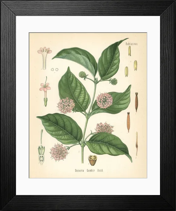 Framed Print : Gambier or gambir, Uncaria gambir Framed Print : Gambier or gambir, Uncaria gambir