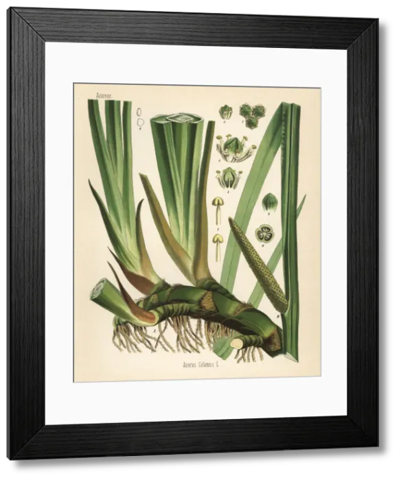 Framed Print : Sweet flag or cinnamon sedge, Acorus calamus Framed Print : Sweet flag or cinnamon sedge, Acorus calamus