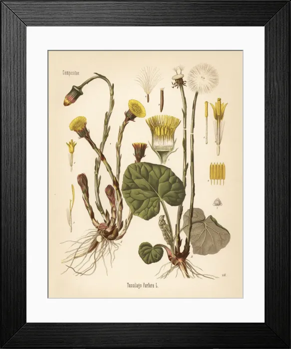 Framed Print : Coltsfoot, Tussilago farfara Framed Print : Coltsfoot, Tussilago farfara
