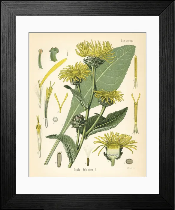 Framed Print : Elecampane or horseheal, Inula helenium Framed Print : Elecampane or horseheal, Inula helenium