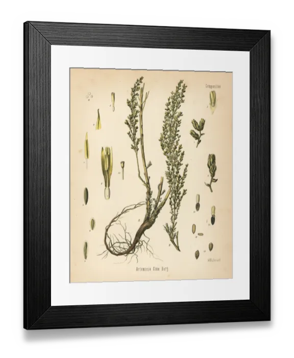 Framed Print : Santonica or wormseed, Artemisia cina Framed Print : Santonica or wormseed, Artemisia cina