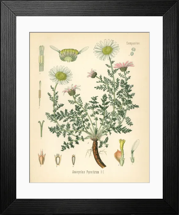 Framed Print : Spanish chamomile or Mount Atlas daisy, Anacyclus pyrethrum Framed Print : Spanish chamomile or Mount Atlas daisy, Anacyclus pyrethrum
