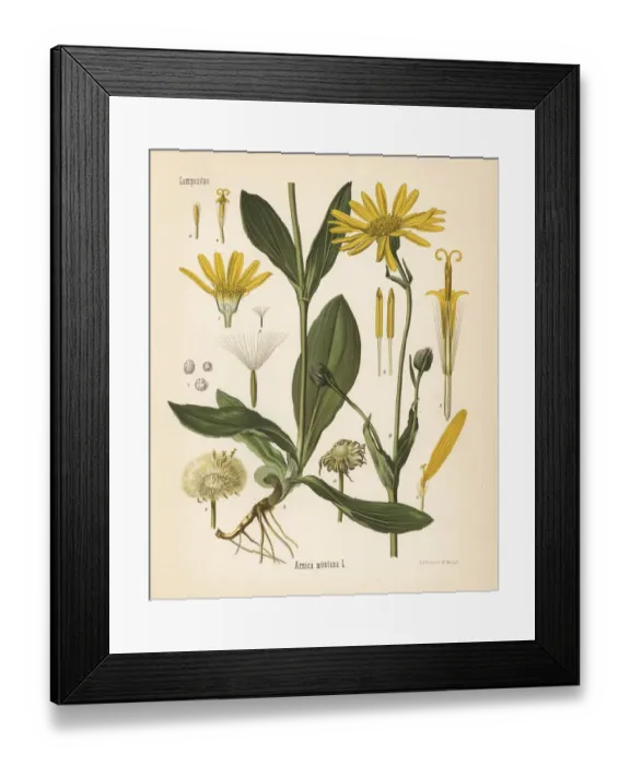 Framed Print : Wolfs bane or mountain arnica, Arnica montana Framed Print : Wolfs bane or mountain arnica, Arnica montana