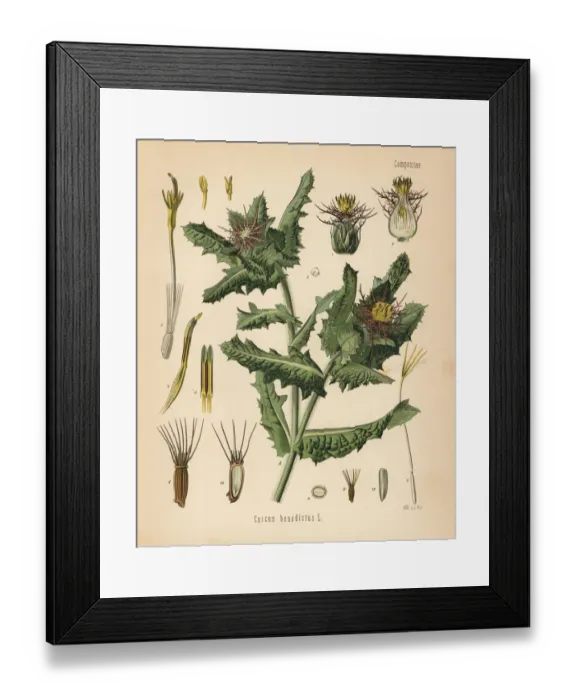 Framed Print : St. Benedicts thistle, Centaurea benedicta Framed Print : St. Benedicts thistle, Centaurea benedicta