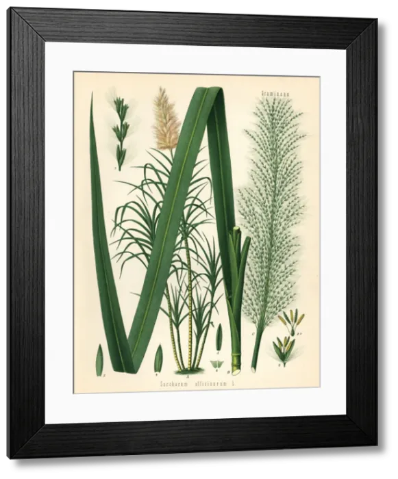 Framed Print : Sugar cane, Saccharum officinarum Framed Print : Sugar cane, Saccharum officinarum