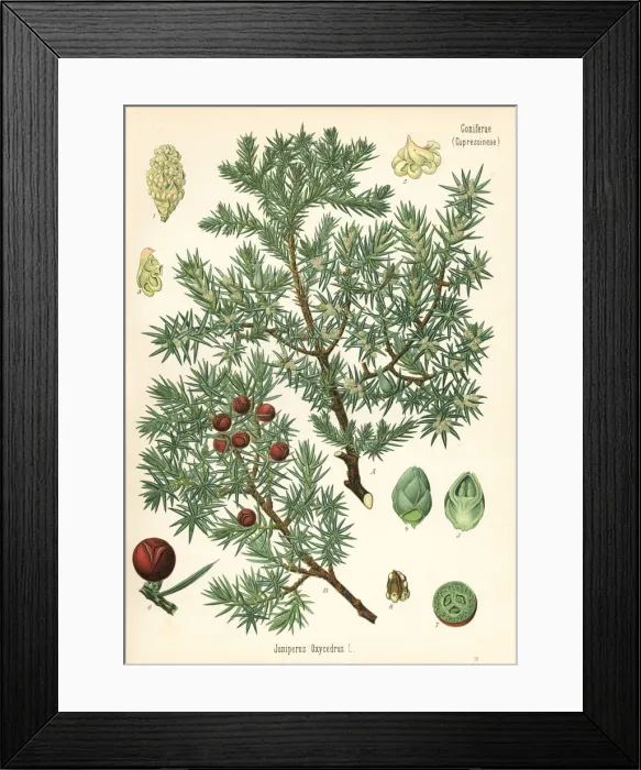 Framed Print : Prickly juniper, Juniperus oxycedrus Framed Print : Prickly juniper, Juniperus oxycedrus