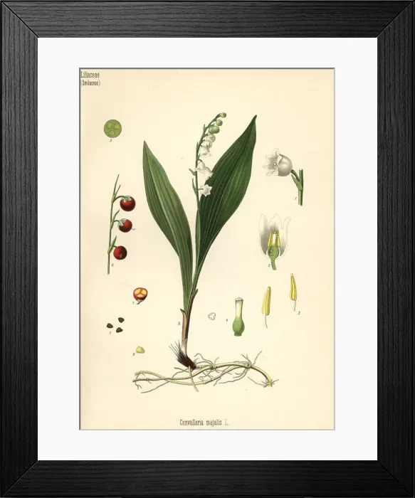Framed Print : Lily of the valley, Convallaria majalis