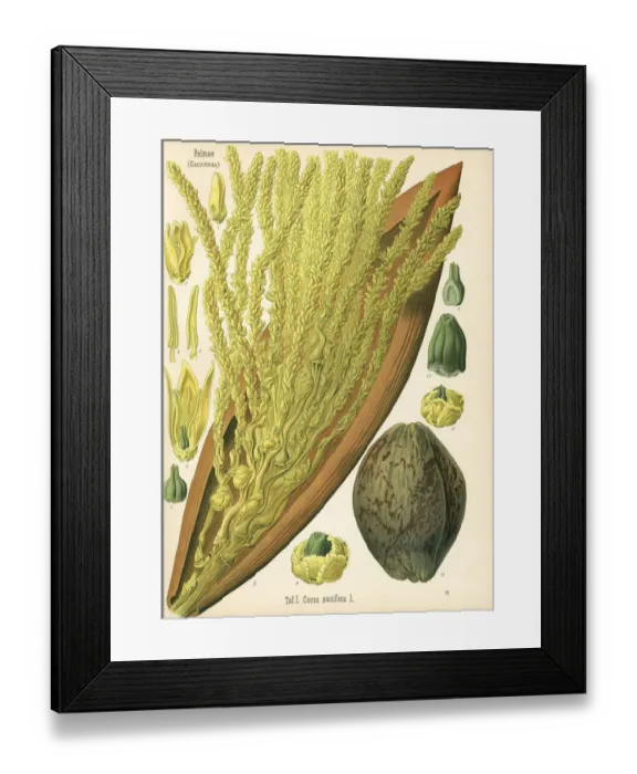 Framed Print : Coconut tree, Cocos nucifera Framed Print : Coconut tree, Cocos nucifera