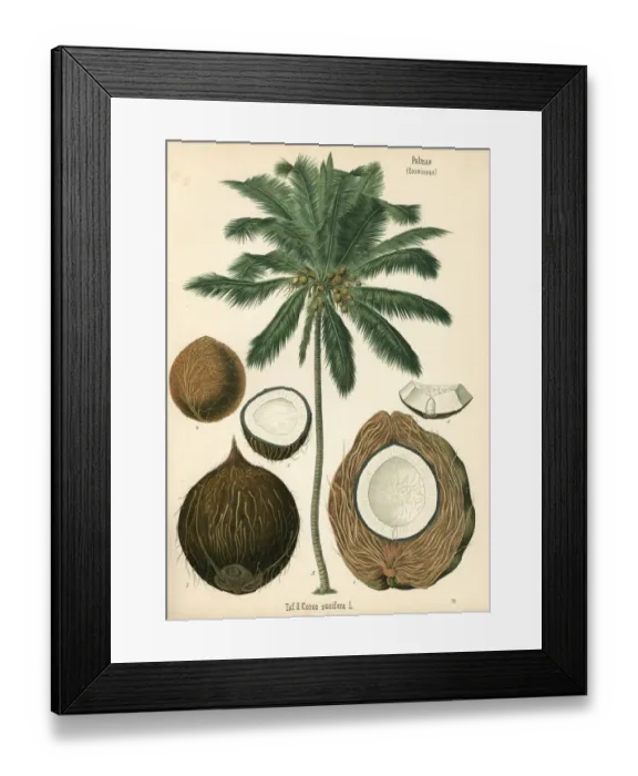 Framed Print : Coconut tree, Cocos nucifera Framed Print : Coconut tree, Cocos nucifera